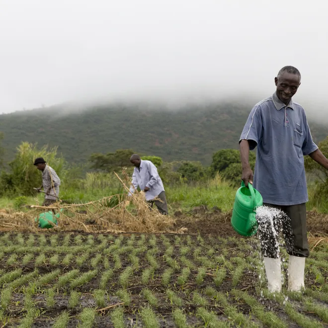 Sustainable Agriculture and Youth Livelihoods Program – Lango Sub-region